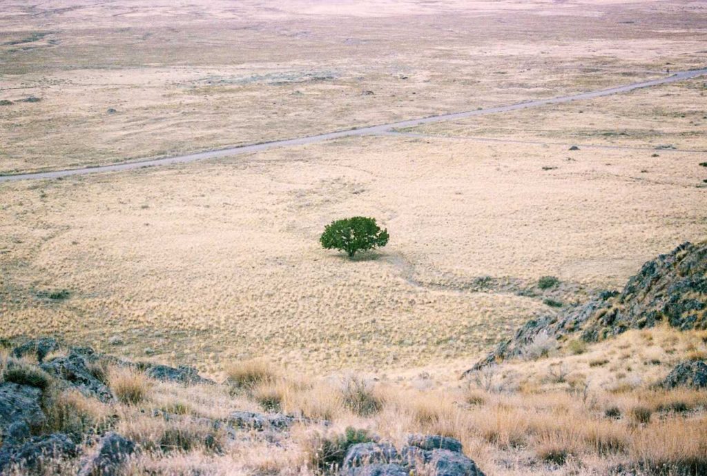 strom v poušti